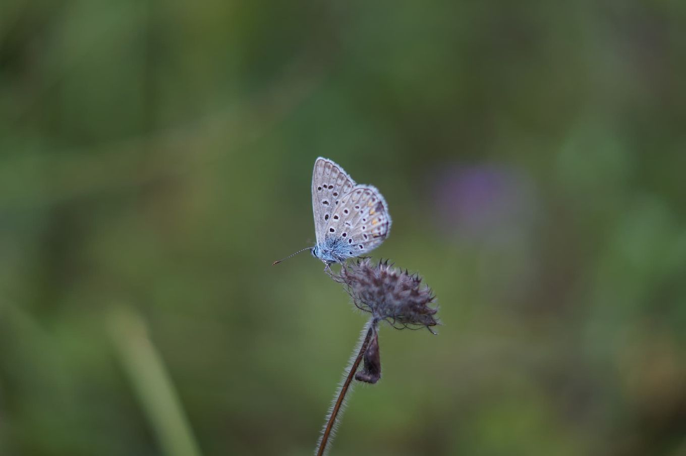 Close-up with unfocused background of a vibrant large blue butterfly gracefully perched on a delicate flower amidst lush green grass